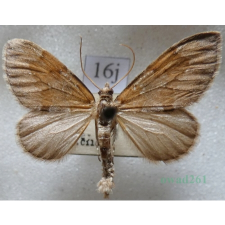 Thera obeliscata (Hübner, 1787) Paśnik sosnowiec Czech16j